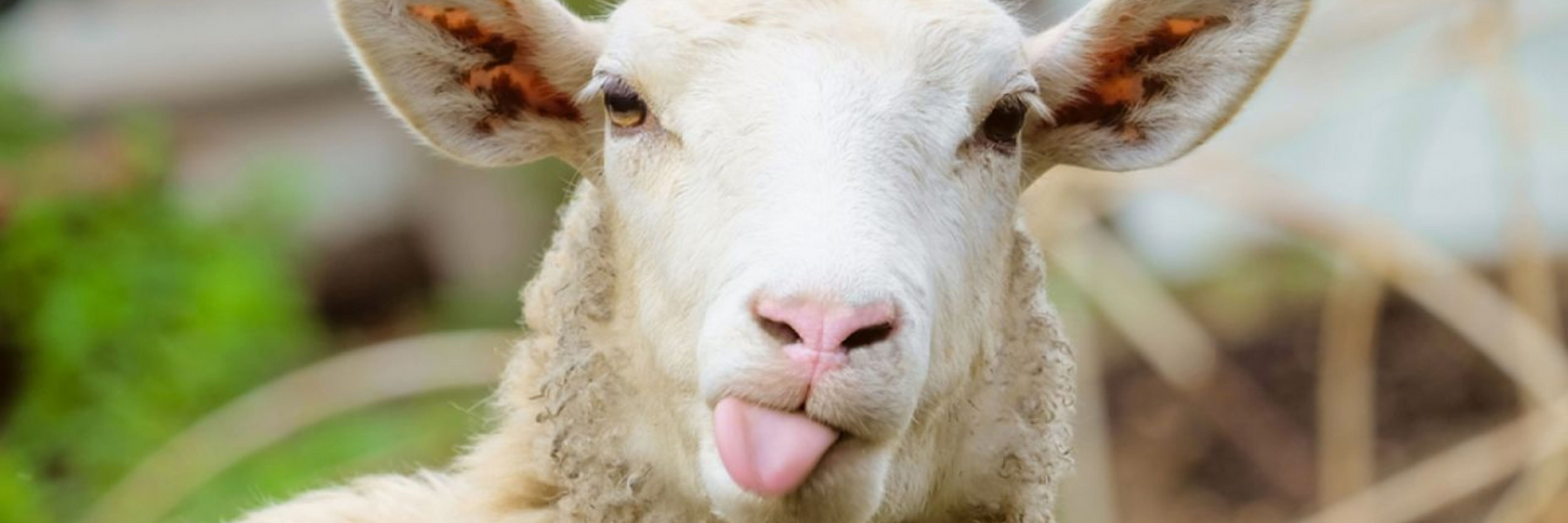 Come Hang with LoLo at Lambtown Festival and SoCal Fiber Fest!