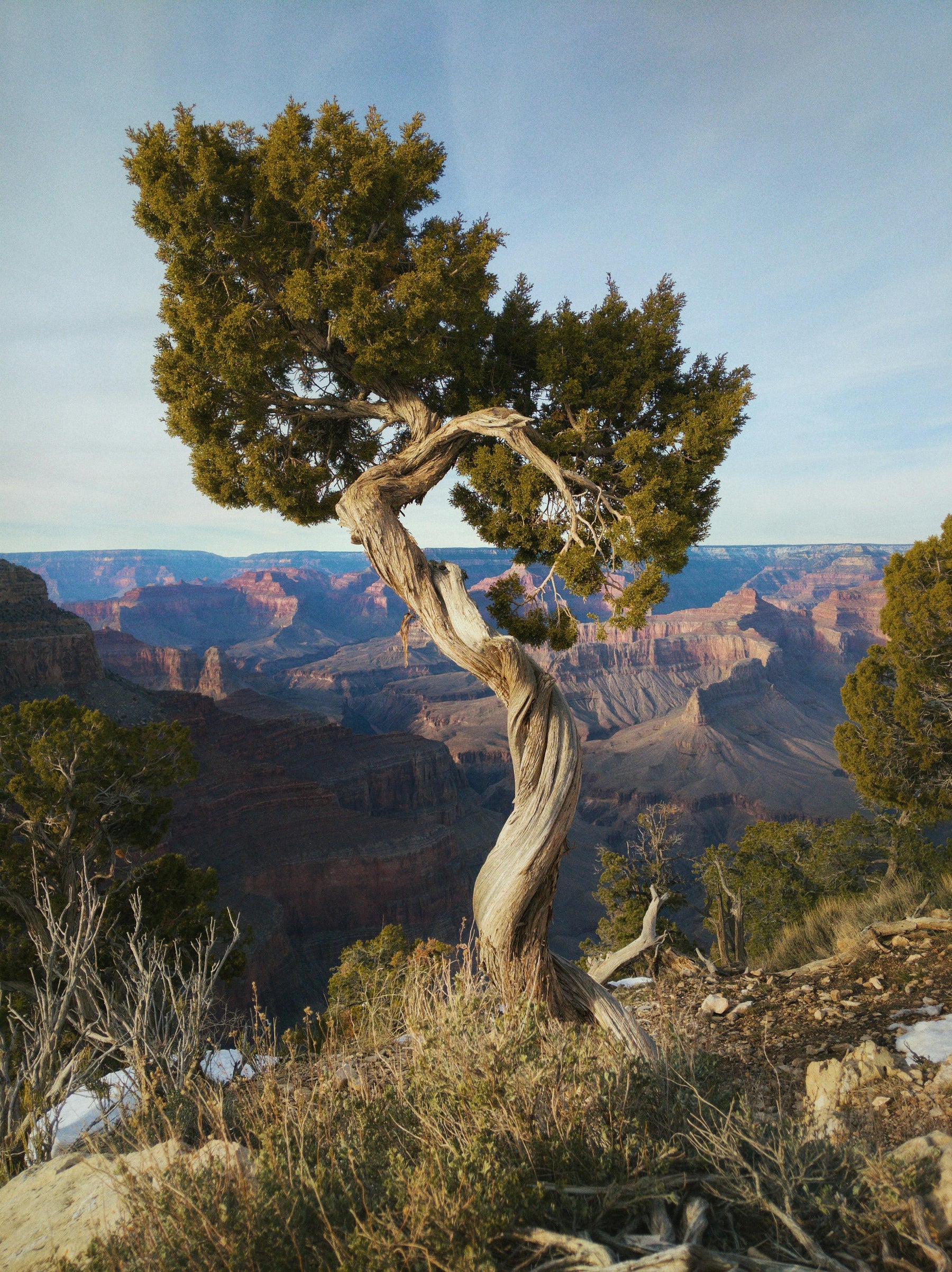 An aged twisted juniper tree perched on a hill overlooking a canyon.