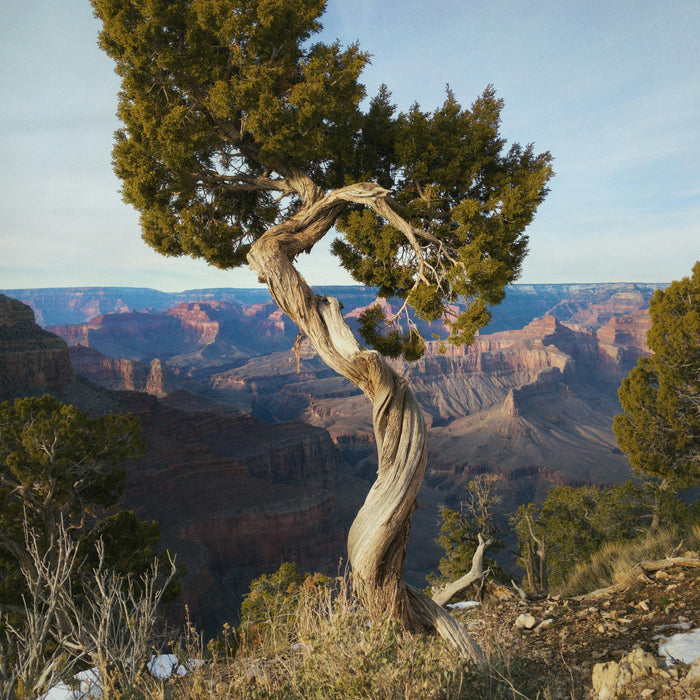 An aged twisted juniper tree perched on a hill overlooking a canyon.