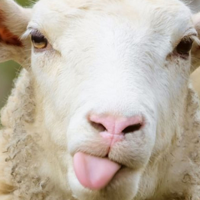 Come Hang with LoLo at Lambtown Festival and SoCal Fiber Fest!